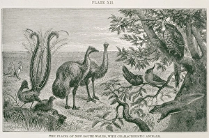The plains of New South Wales, with characteristic animals The plains of New South Wales, with characteristic animals