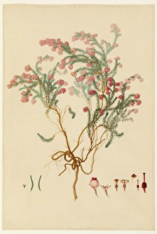 Plant illustration by Franz Andreas Bauer Plant illustration by Franz Andreas Bauer