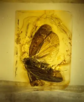 Planthopper in amber