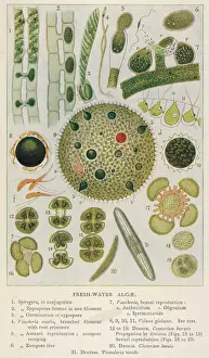 Historical Plants Prints: Plants / Algae