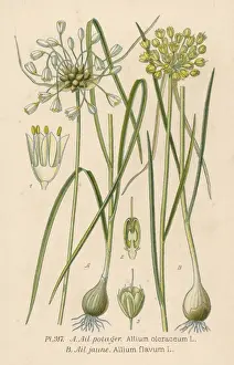 Wild Garlic Print: Allium Oleraceum and Allium Flavum