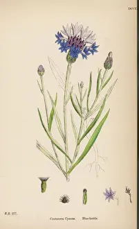 Wildflowers UK Prints: Plants / Centaurea Cyanus