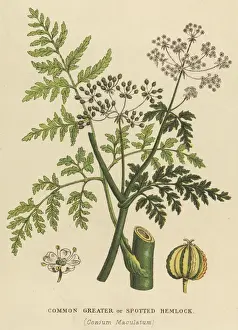 Spotted Hemlock Print