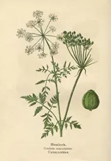 Early 20th Century Print of Conium Maculatum (Hemlock)