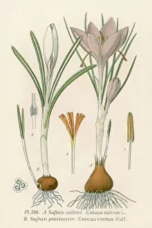 19th Century Botanical Prints: Plants / Crocus