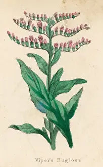 British Wildflower Photography Prints: Plants / Echium Lycopsis