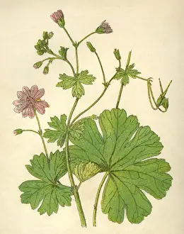 Rare Botanical Prints Online Prints: Plants / Geranium Molle