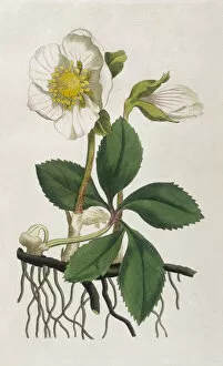 Related Images Collection: Plants / Helleborus Niger
