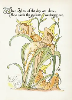 Day Lily Print - Hemerocallis Spec
