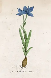 Iris Germanica Prints: Plants / Iris Germanica