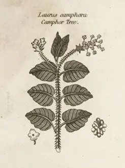 Evergreen Foliage Prints: Plants / Laurus Camphora