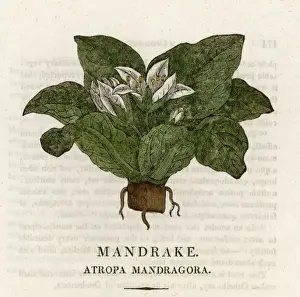 Ancient Herbal Remedies Prints: Plants / Mandragora