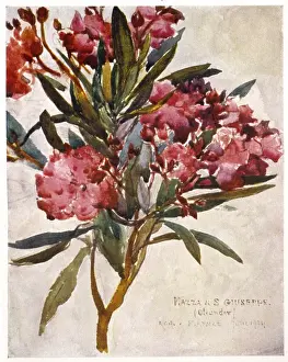 Pink Flowering Shrub Prints: Plants / Nerium Oleander