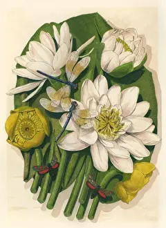 Nymphaea Flowers Prints: Plants / Nymphaea Sp