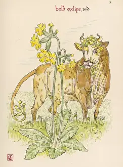 Primula Elatior Prints: Plants / Primula Elatior