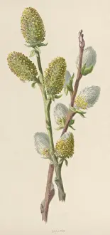 Historical Plants Prints: Plants / Salix Caprea