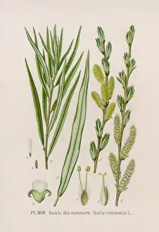 Willow Tree Prints: Plants / Salix Viminalis