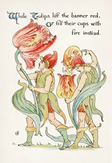 Rare Historical Prints For Sale Prints: Plants / Tulipa