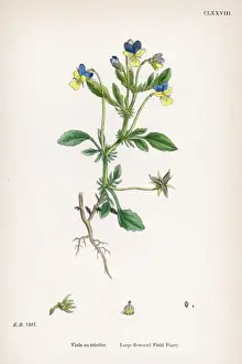 Large Flowered Field Pansy Print