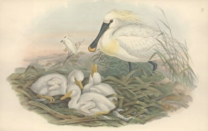 Platalea leucorodia, Eurasian spoonbill Platalea leucorodia, Eurasian spoonbill