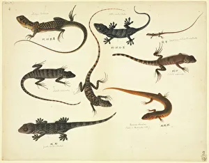 Plate 102 from the John Reeves Collection (Zoology) Plate 102 from the John Reeves Collection (Zoology)