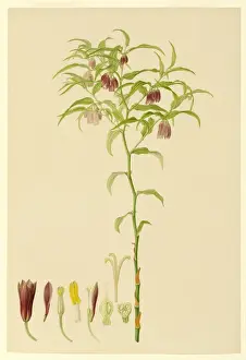 Franz Andreas Bauer Artwork Prints: Plate 162
