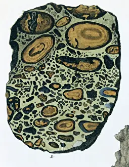 Related Prints: Polished Puddingstone Print, Stuttgart 1855