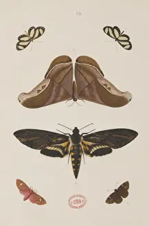 Vintage Butterfly Illustrations Prints: Plate 91