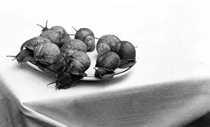 French Cuisine History Prints: A Plate of Snails