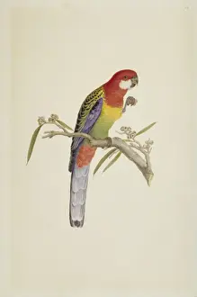 Australia Wildlife Images Prints: Platycercus exmius, eastern rosella