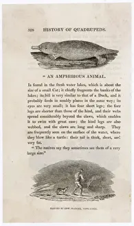 Prints of ORNITHORHYNCHUS ANATINUS At the time Bewick engraved this, the animal had not been named : some naturalists even suspected the creature was a fake Ornithorhynchidae Prints: Print of Platypus (Bewick) ORNITHORHYNCHUS ANATINUS, an early engraving