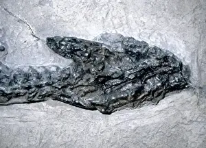 Lyme Regis Fossils Prints: Plesiosaurus dolichodeirus: Head only