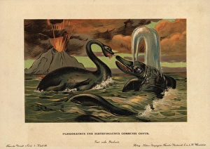 Plesiosaurus, extinct aquatic carnivore Plesiosaurus, extinct aquatic carnivore