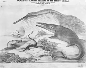 Jurassic Marine Reptiles Print c. 1862