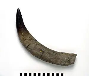 Prints of A fossil tooth that once belonged to the extinct carnivorous marine reptile, Pliosaurus ferox that lived during the Jurasic period Ferox Prints: Pliosaurus ferox Tooth Print, Oxford Clay Fossil