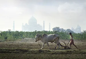 Ploughing with oxen, Taj Mahal, India Ploughing with oxen, Taj Mahal, India
