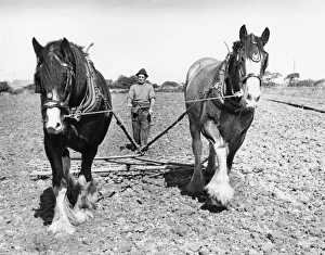 Ploughman with two horses, Hayle, Cornwall Ploughman with two horses, Hayle, Cornwall