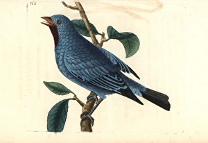 Plum-throated cotinga, Cotinga maynana Plum-throated cotinga, Cotinga maynana