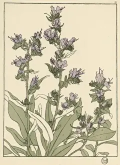Plumbago Decorative Flower Study Print, 1899