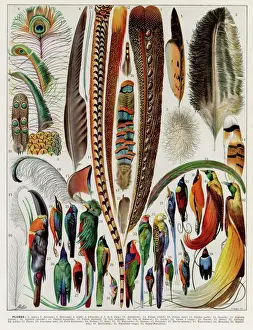 Bird Feathers Prints: Plumes - feathers