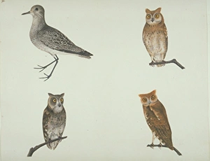 Pluvalis squatarola, grey plover and other owls Pluvalis squatarola, grey plover and other owls