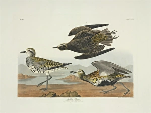 Pluvialis dominica, American golden plover Pluvialis dominica, American golden plover