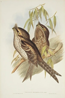 Podargus ocellatus, marbled frogmouth Podargus ocellatus, marbled frogmouth
