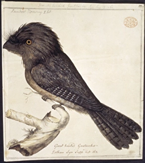 Podargus strigoides, tawny frogmouth Podargus strigoides, tawny frogmouth