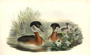 Podiceps grisegena, red-necked grebe Podiceps grisegena, red-necked grebe