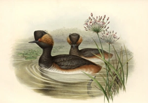 Podiceps nigricollis, black-necked grebe Podiceps nigricollis, black-necked grebe