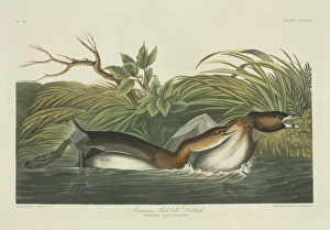 Podilymbus podiceps, pied-billed grebe Podilymbus podiceps, pied-billed grebe