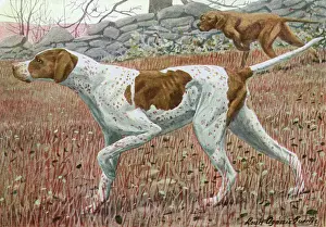 Prints of Pointer, in classic pointing pose Date: 20th century Pointer Prints: 20th Century Pointer Print in Classic Pose