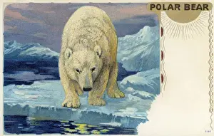Polar Bear Prints: Polar bear