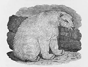 Cold Climate Animals Prints: Polar Bear (Bewick)